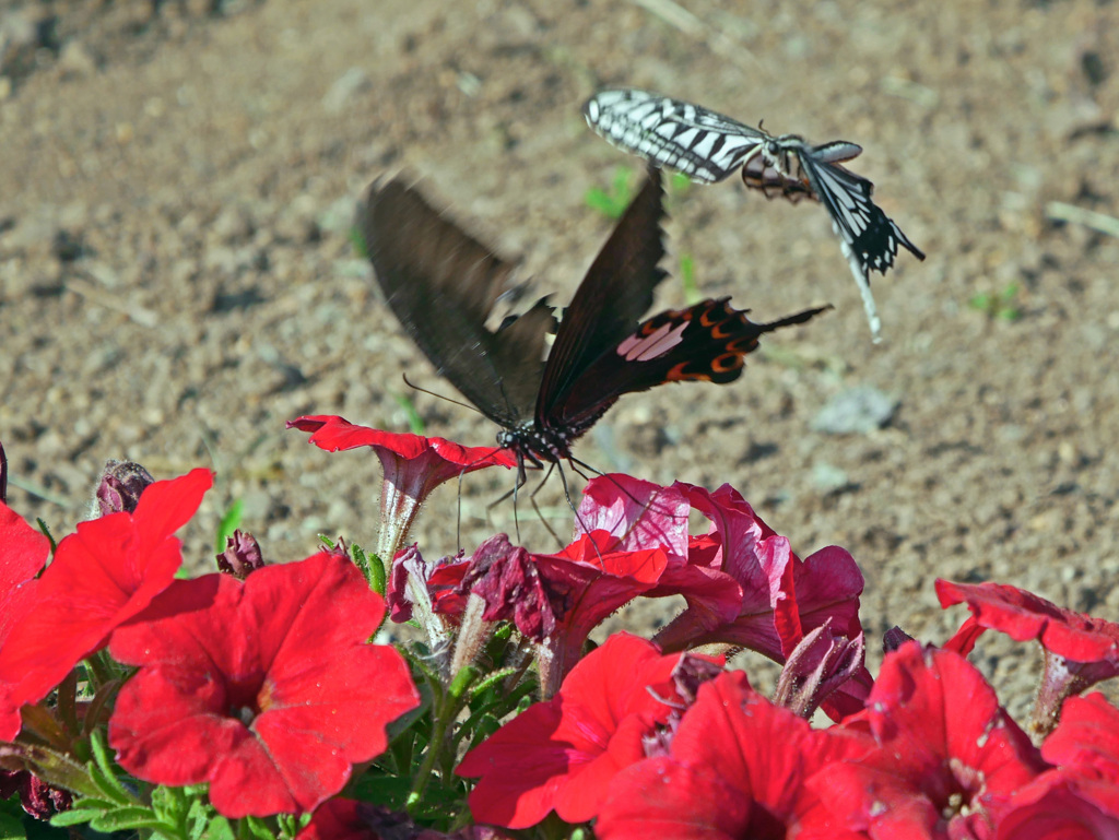 小競り合い　P1540914zz