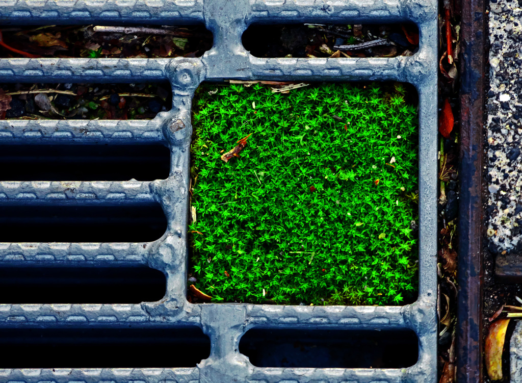 小さな庭園　P1080871zz