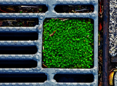 小さな庭園　P1080871zz