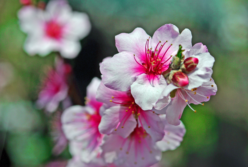 春よ、ここぞと咲き誇る　IMGP0177zz