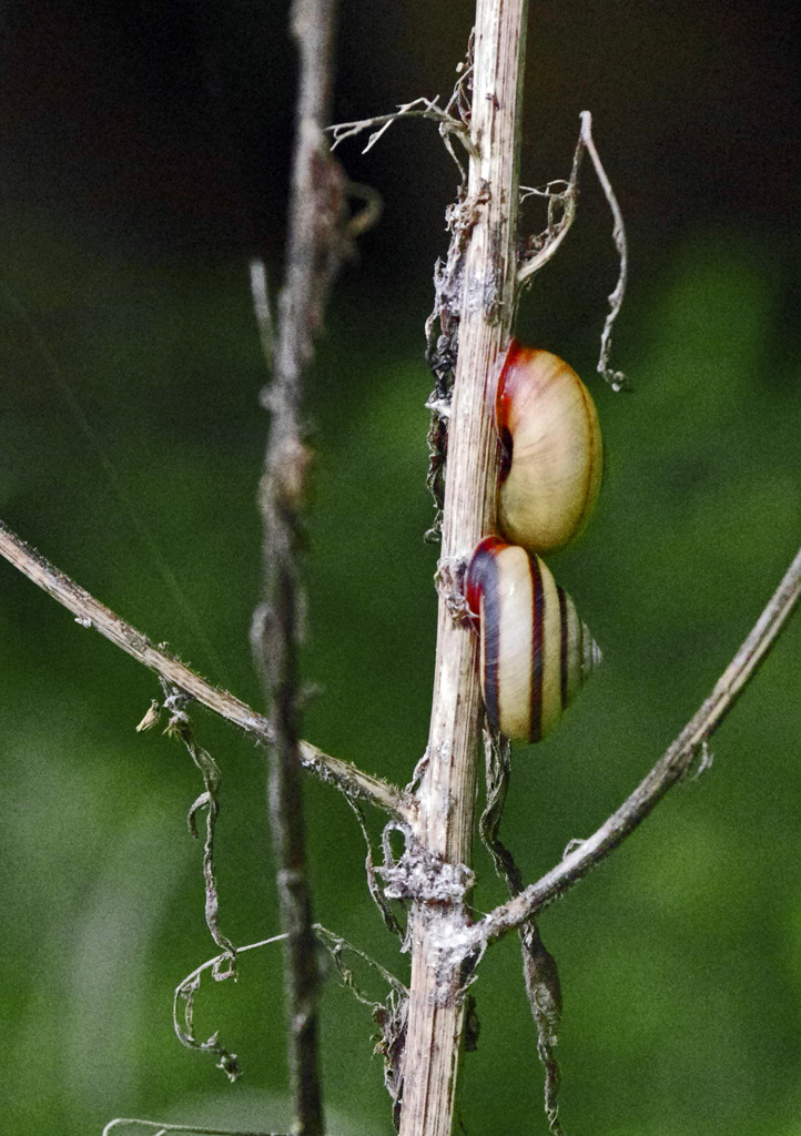 でんでんむし　IMG8361zz