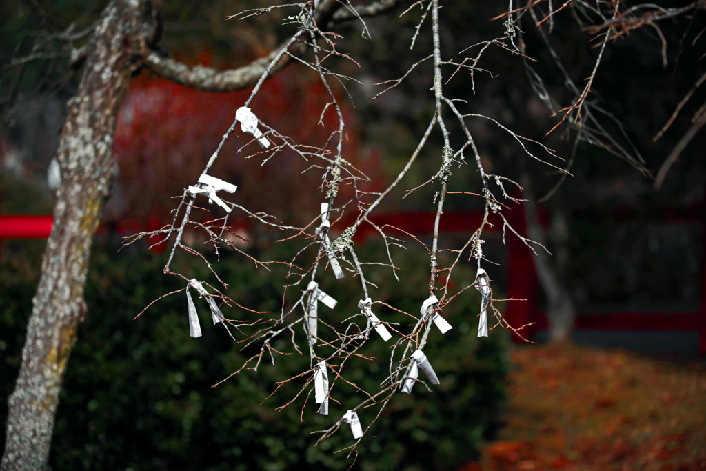 願いの数　IMGP1631zz