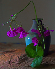 自作の花瓶とオキザリス　IMGP8102zz