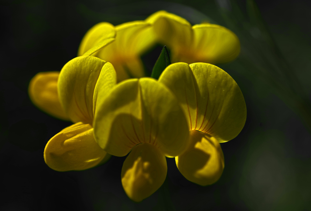 黄花(こうか)  ミヤコグサ　　IMGP5616zz 