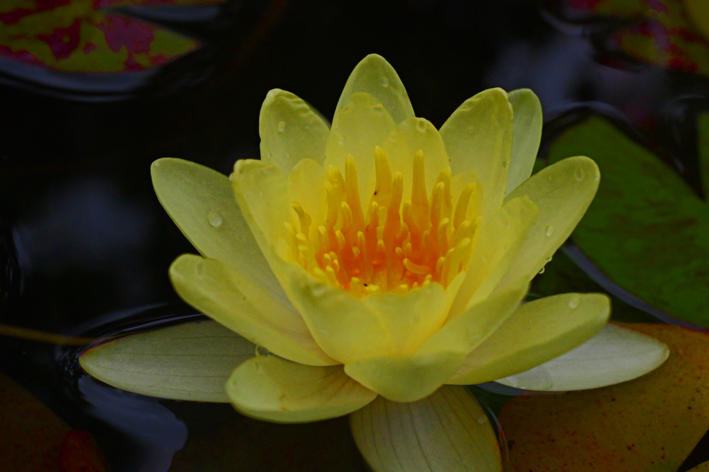 黄色いスイレン　P1010419zz