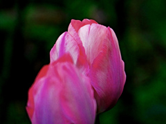 赤い花　P1160229zz
