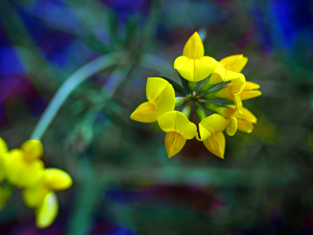 ミヤコグサ　P1300380zz