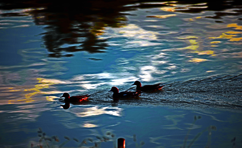 朝日の中で　IMGP9169zz