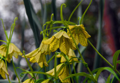 バイモの花 IGP5027zz バイモの花 IGP5027zz