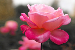 ローズピンクの花　IMGP9549zz