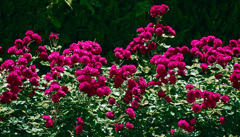 紅い薔薇苑　IMG9984zz