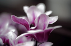 シクラメン 咲いた　IMGP0338zz