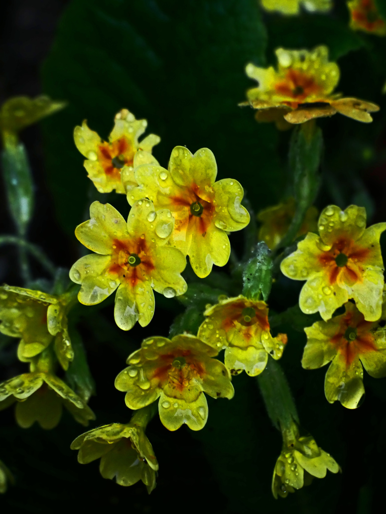 Singin' in the Rain    P1120288zz