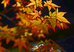 黄色い紅葉　P1500109zz