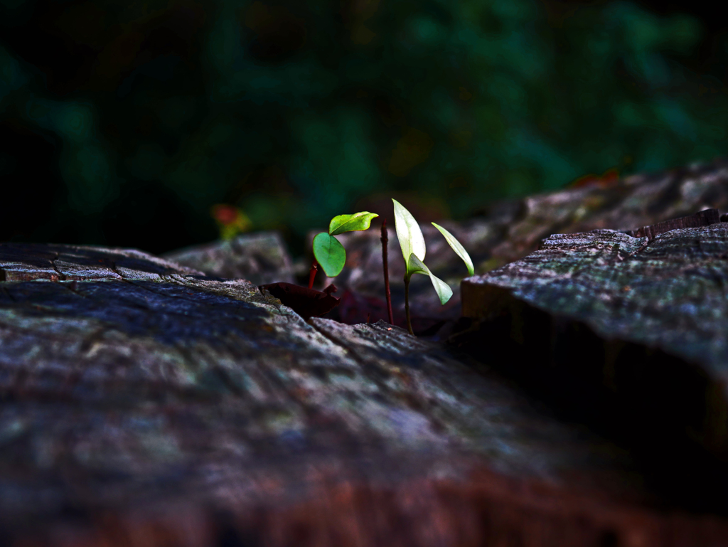 朽ちた切り株　P1670657zz