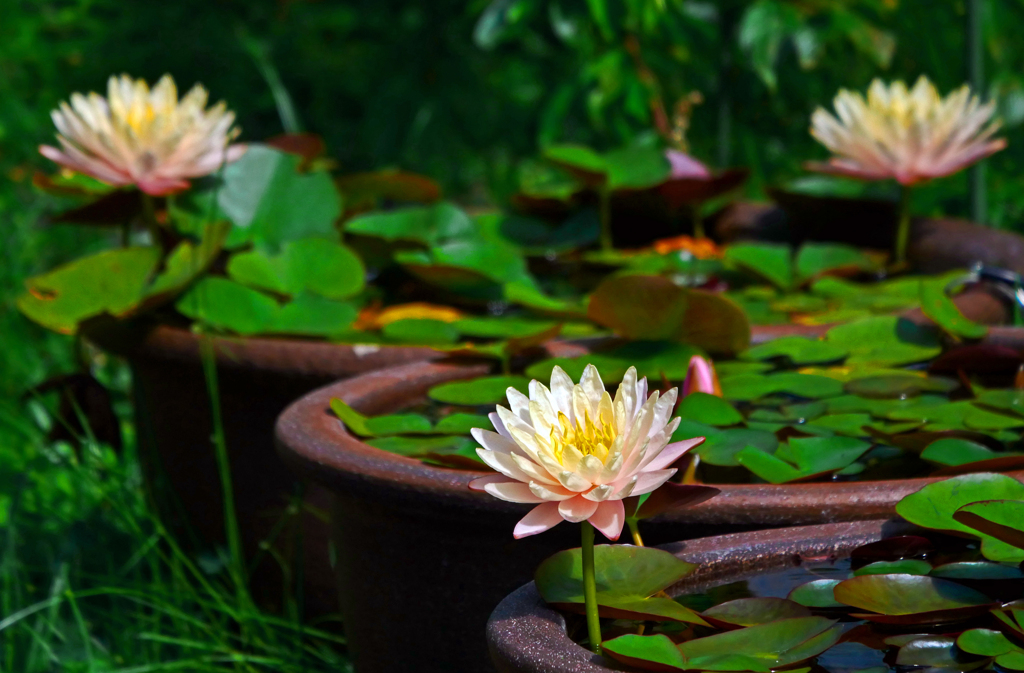 きいろ どの花見てもきれいだな　P1210167zz