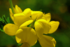 ミヤコグサ　P1420880zz