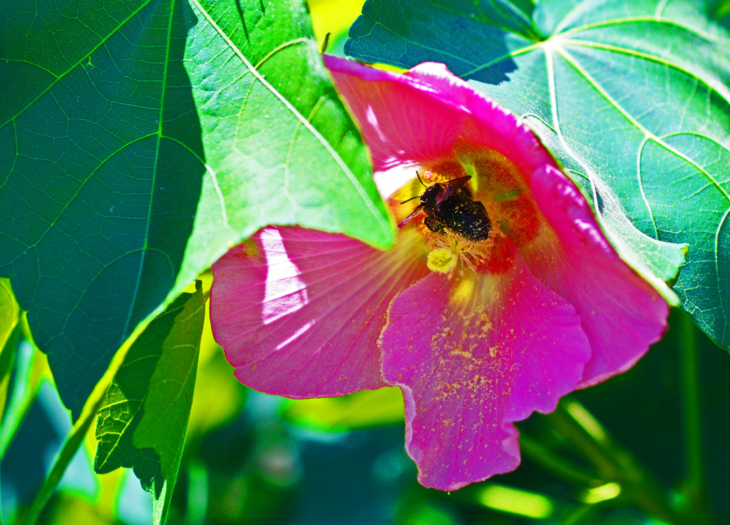 花粉にまみれる　IMGP7240zz