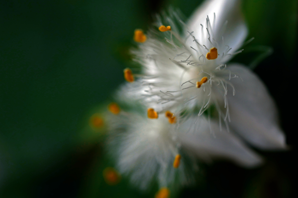 魅せられて　P1390711zz