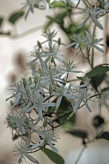 仙人草　IMG1724zz