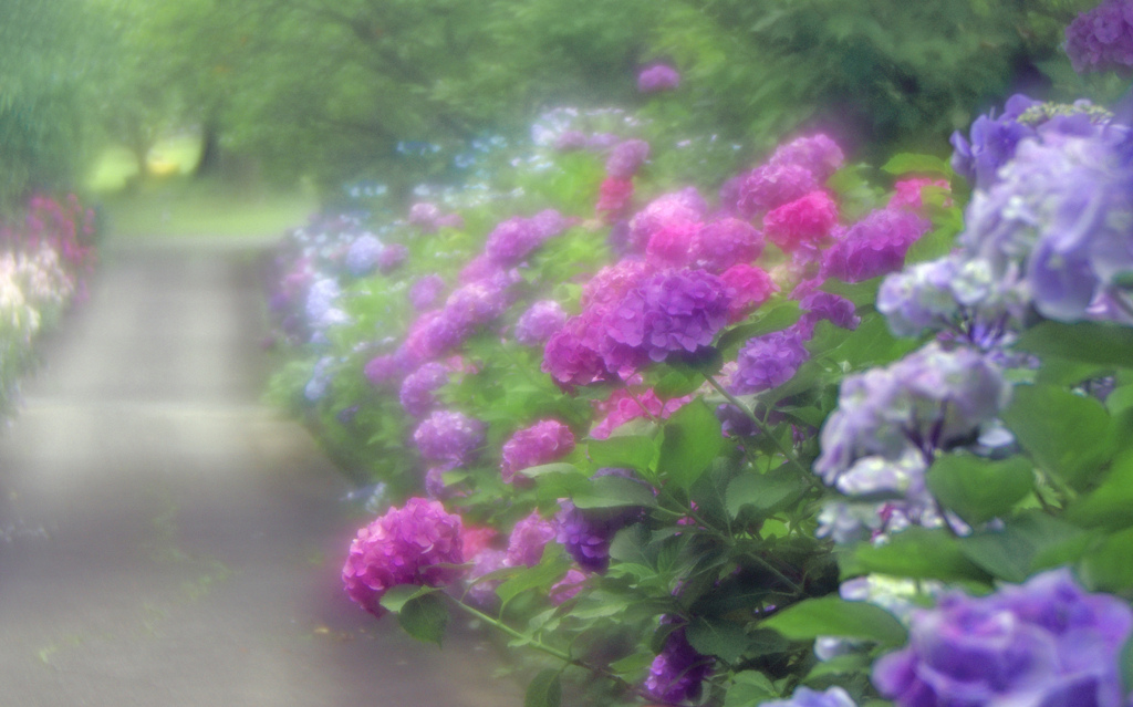 ソフトレンズの世界其の壱　IMG8803zz