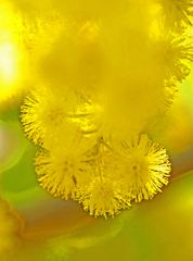 黄色いモール　P1100395zz