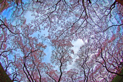 天空の花園　IMGP4463zz