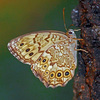 サトキマダラヒカゲ　P1630282zz