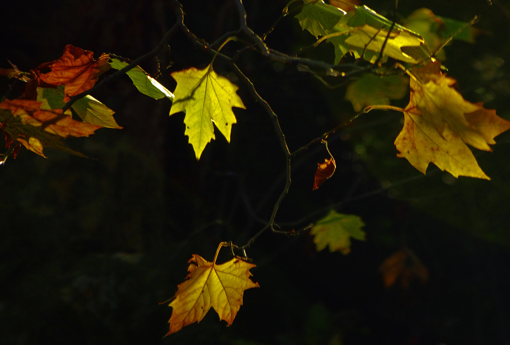 午後射す陽　IMG4391zz