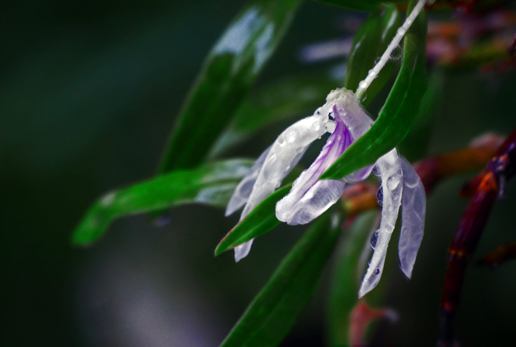 雨に溶ける花　P1410603zz