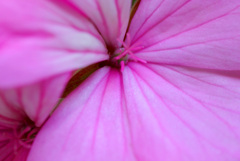 花一輪　IMGP6649z