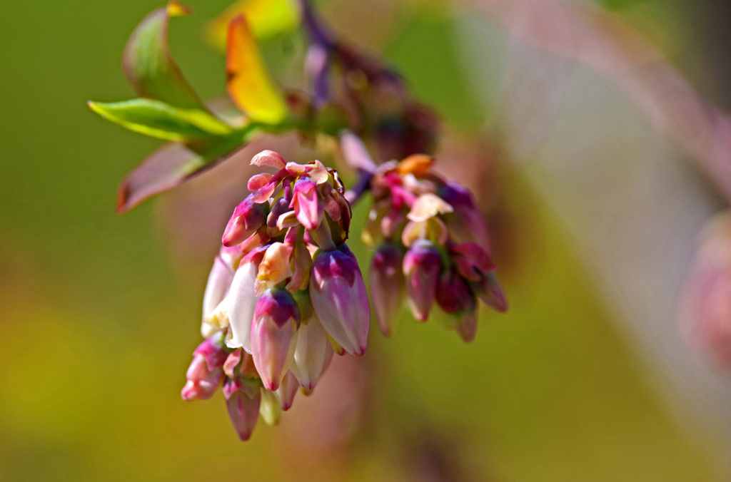 開花の準備　IMGP3903zz