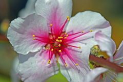 アーモンドの花　IMGP0182zz