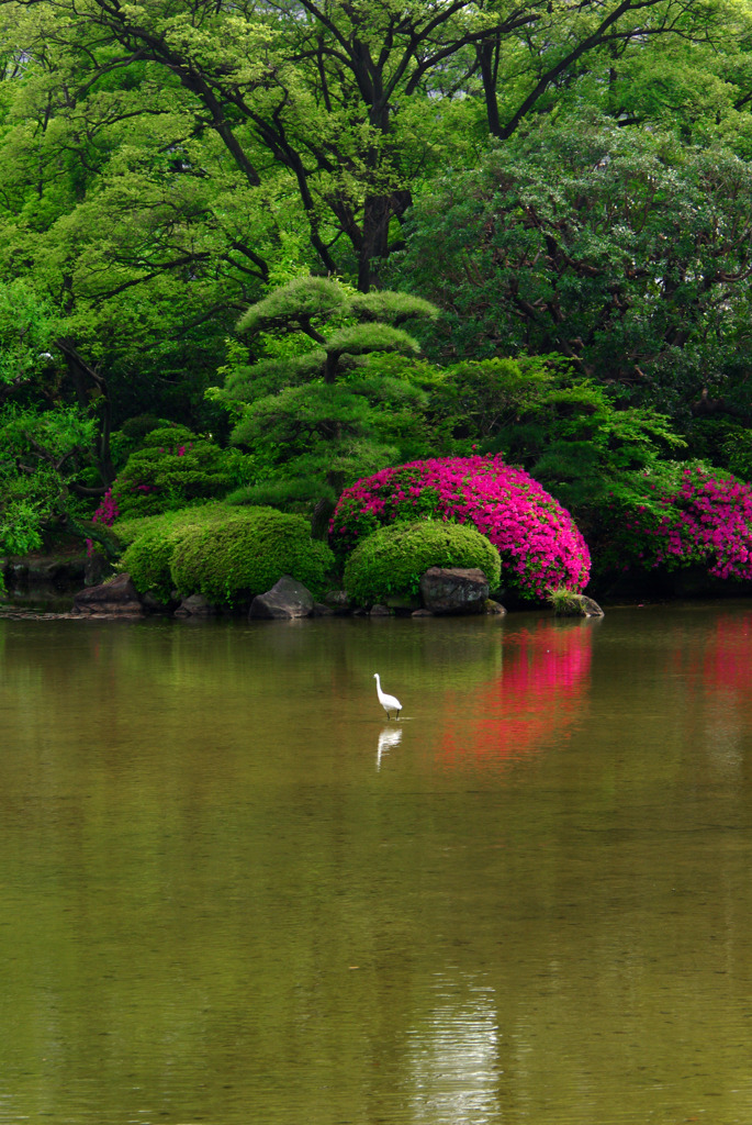 鷺遊ぶ皐月の池　IMGP5451zz