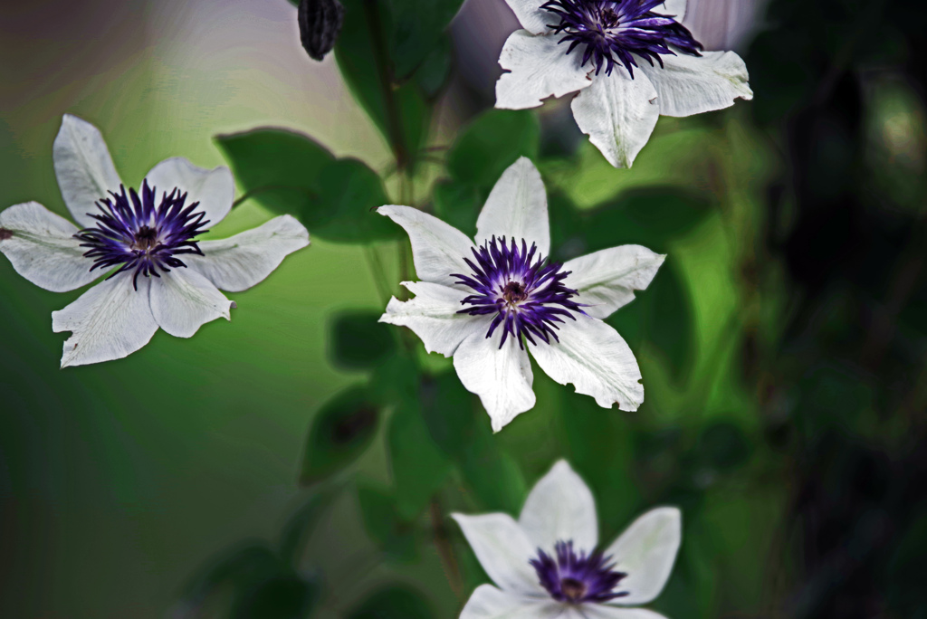 白い鉄線花　IMGP3905zz