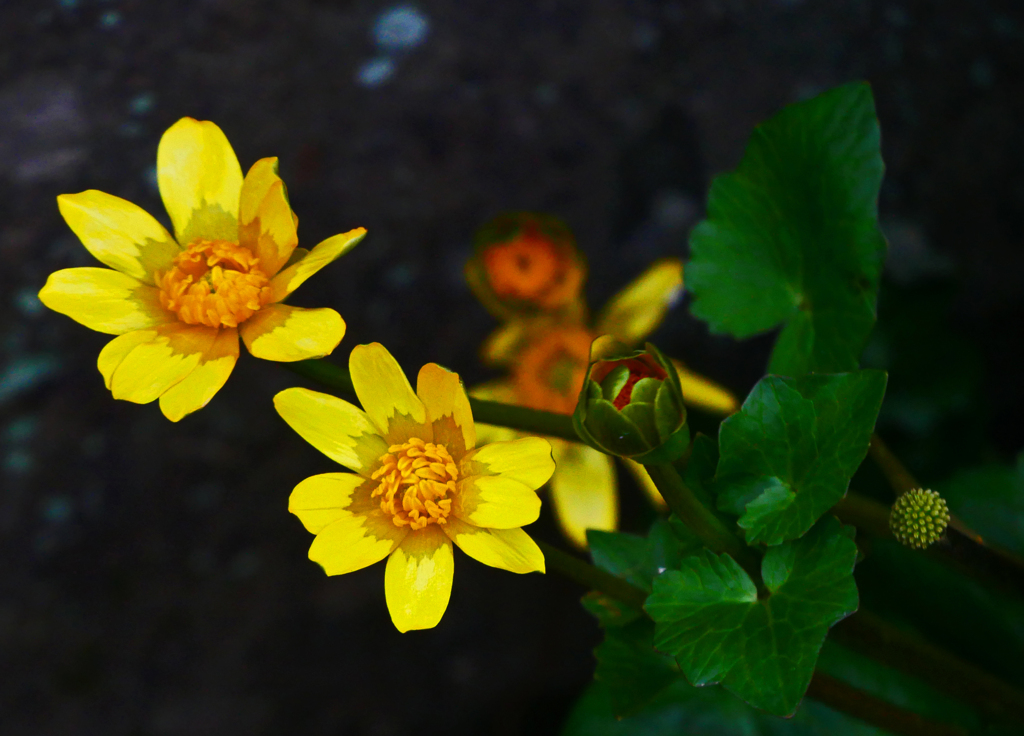 立金花が咲いた　P1070298zz