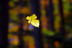 差し込む光　P1450416zz