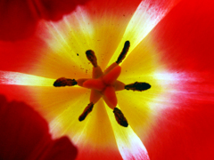 花の六角形　_3736zz