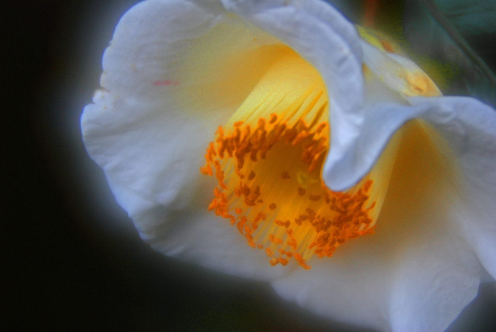 白い椿（soft focus)　IMGP8570zz