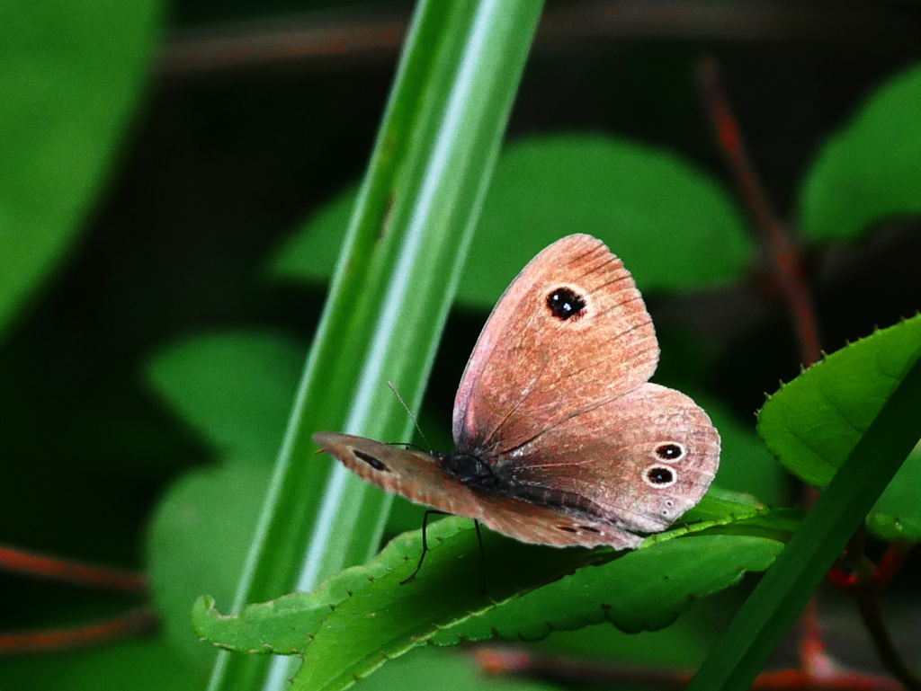 ヒメウラナミジャノメ　P1280132zz