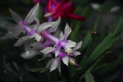 シャコバサボテン  IMGP0007zz