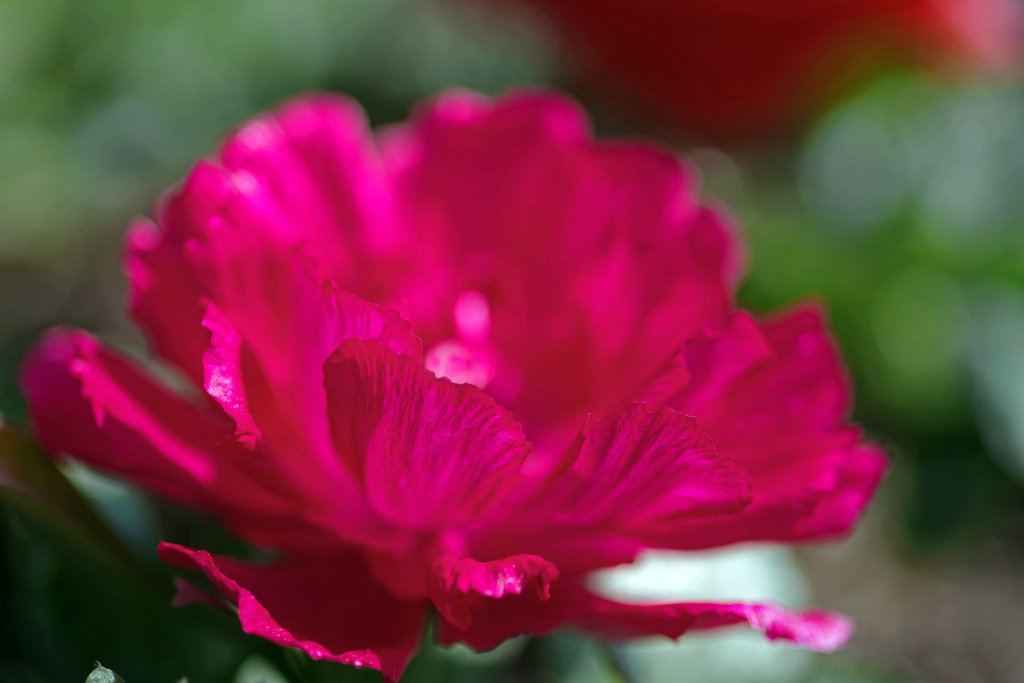 赤いラナンキュラス　IMGP2350zz