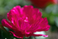 赤いラナンキュラス　IMGP2350zz