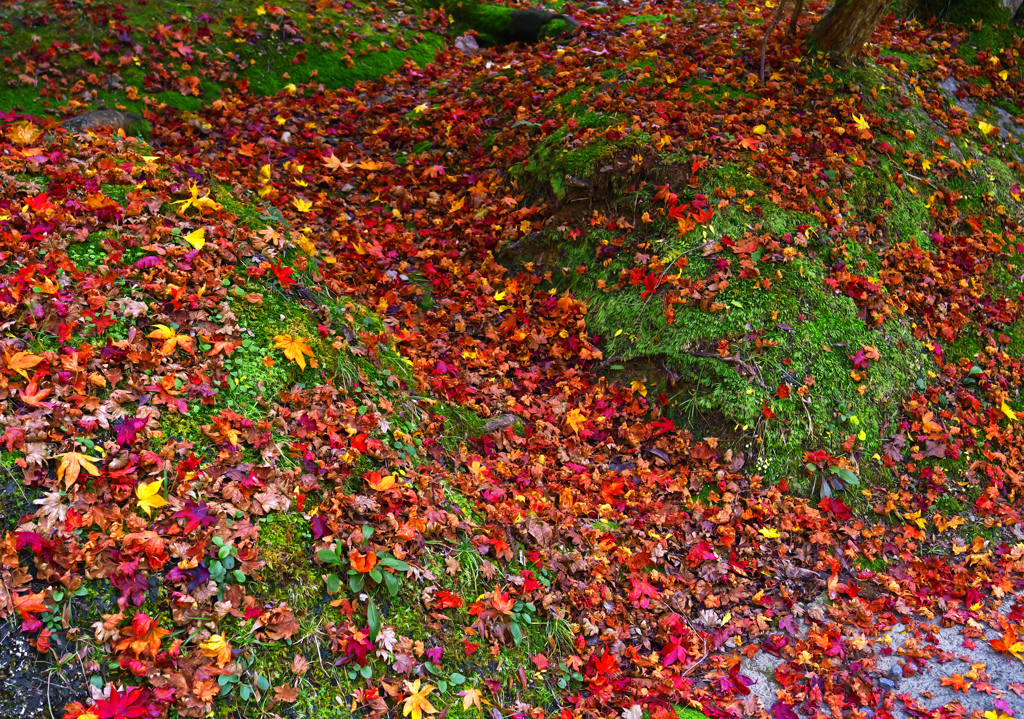 落葉の季節Ⅱ　P1125041zz