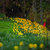 庭先の花　IMGP2021zz