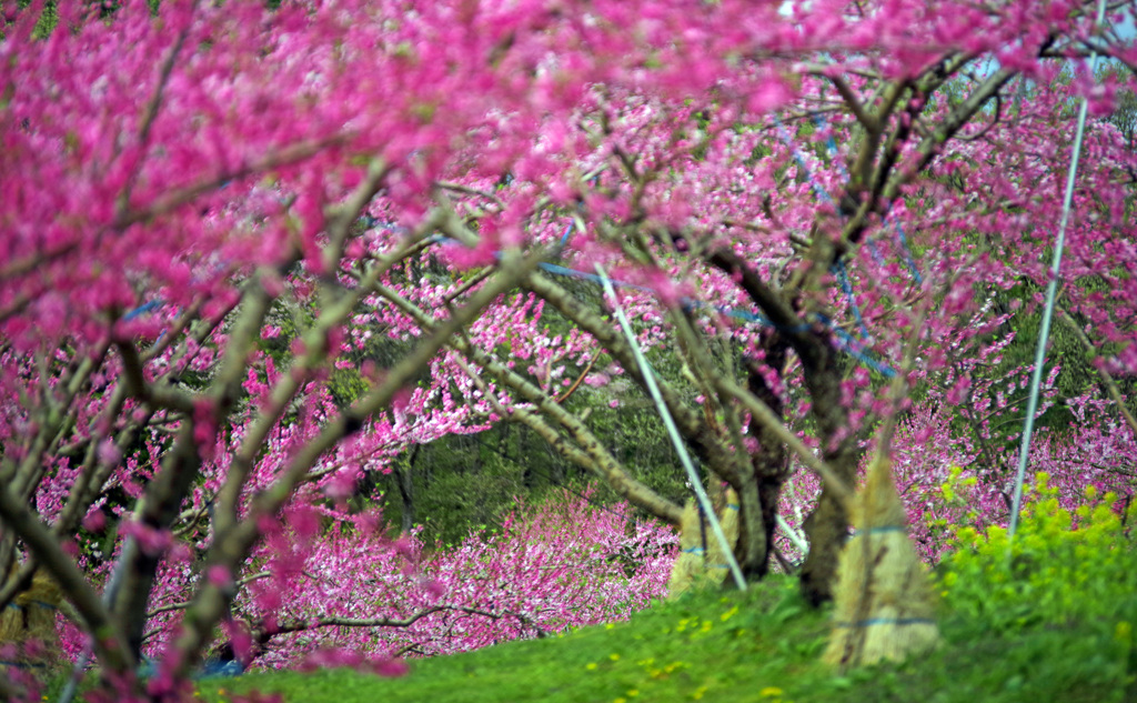 桃華のトンネル　IMGP2057