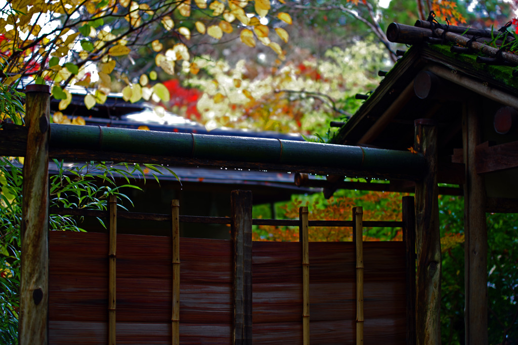 雨に濡れた枝折戸   IMGP1199zz