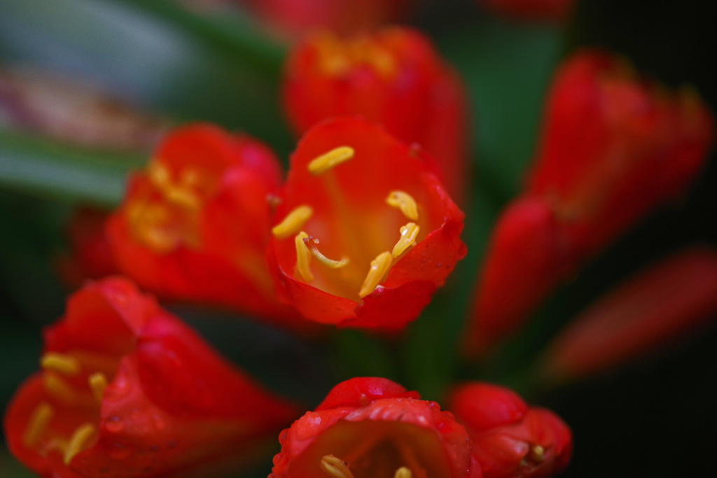 黄色い蕊　IMGP5795ZZ