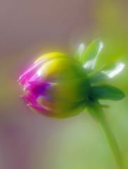 蕾（soft focus)　IMGP8567zz