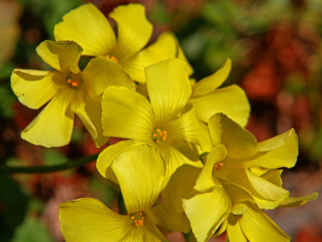 路傍の花Ⅲ　P1090119zz